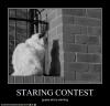 funny-pictures-cat-has-contest-with-his-shadow11_t1.jpg