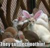 yaygurl-albums-cats-cute-also-picture111023-funny-pictures-cat-disguised-rabbit1_t1.jpg